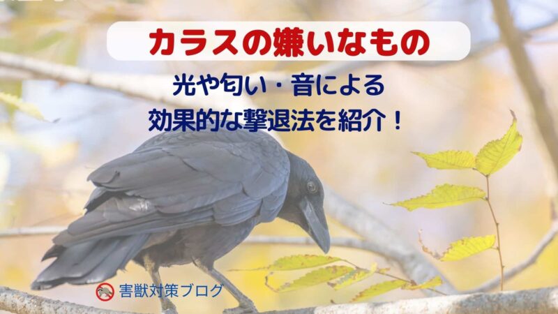 カラスの嫌いなもの