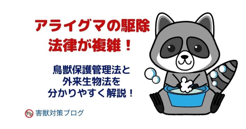 アライグマの駆除は法律が複雑！